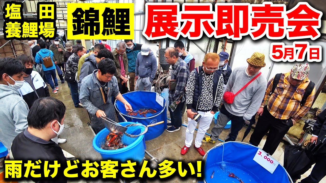 【塩田養鯉場】錦鯉展示即売会またやるってよ！