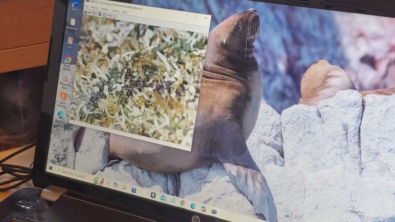 Pink Certz Strain Review