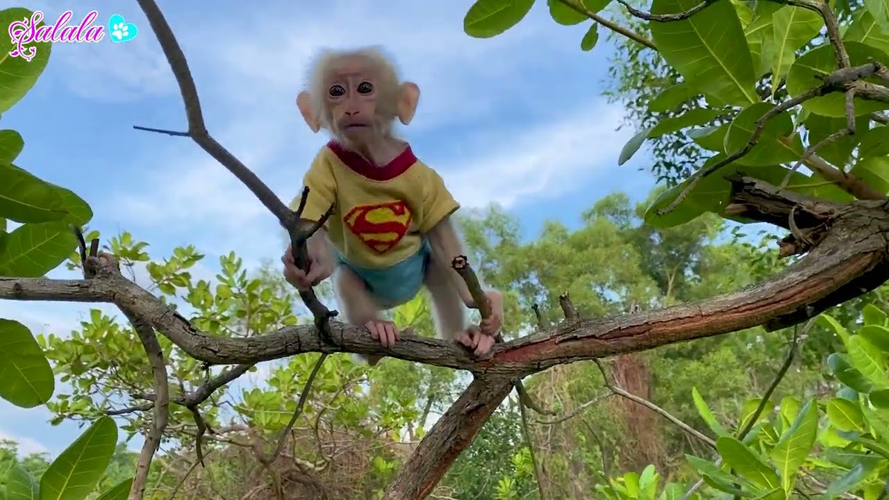 LaLa's naughty monkey refuses to come home, making his dad very sad