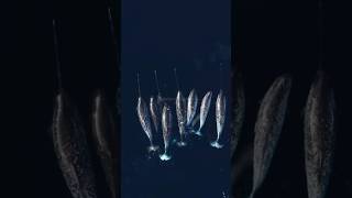 Narwhal | The 9-Foot Tooth Covered In Nerves! 🦄🐋 #shorts
