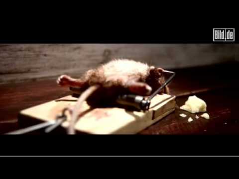 Wie alt wurde der älteste Maus? Wie alt wurde der älteste Maus?