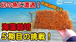 【奇跡】50年ぶりの発見!?5期目のアカモク栽培を始めたら幻の魚に遭遇!過去最高のスタート!【海藻栽培】