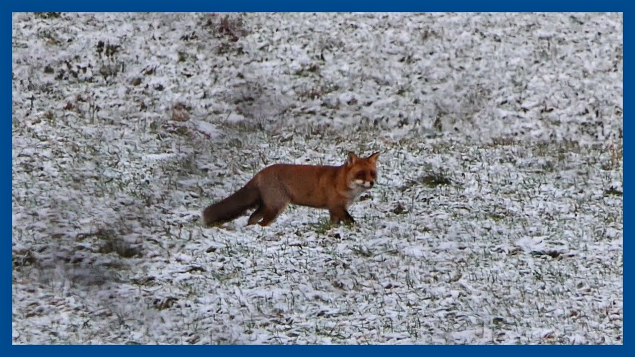 Vulpes vulpes ein Fuchs