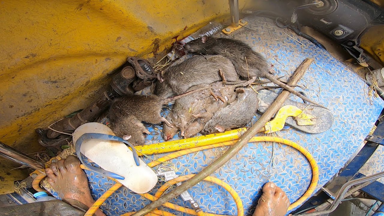 เกี่ยวข้าววันนี้หนูก็เยอะงูก็แยะ