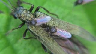 Biting Midges: Tiny Pests You Can't Ignore - Learn about Ceratopogonidae and Their Annoying Bites
