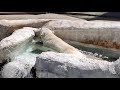 水に浸かるシロクマ