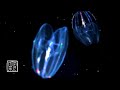 Sleep music 12 HRS, Bolinopsis mikado Jellyfish like a🚀Space Airship. Insomnia.睡眠用音楽🦠宇宙船のようなカブトクラゲ