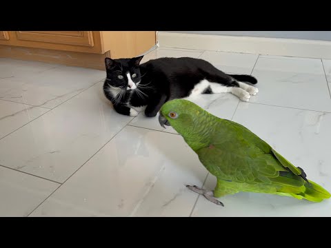 Loro discutiendo con su dueño porque está celosa del gato/loro hablándole al gato/loro atacó al gato