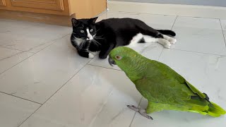 Loro discutiendo con su dueño porque está celosa del gato/loro hablándole al gato/loro atacó al gato