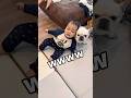 1歳児が愛犬を見つけるとこんな事になっちゃいます…w #犬 #赤ちゃん #フレンチブルドッグ ブルドッグ