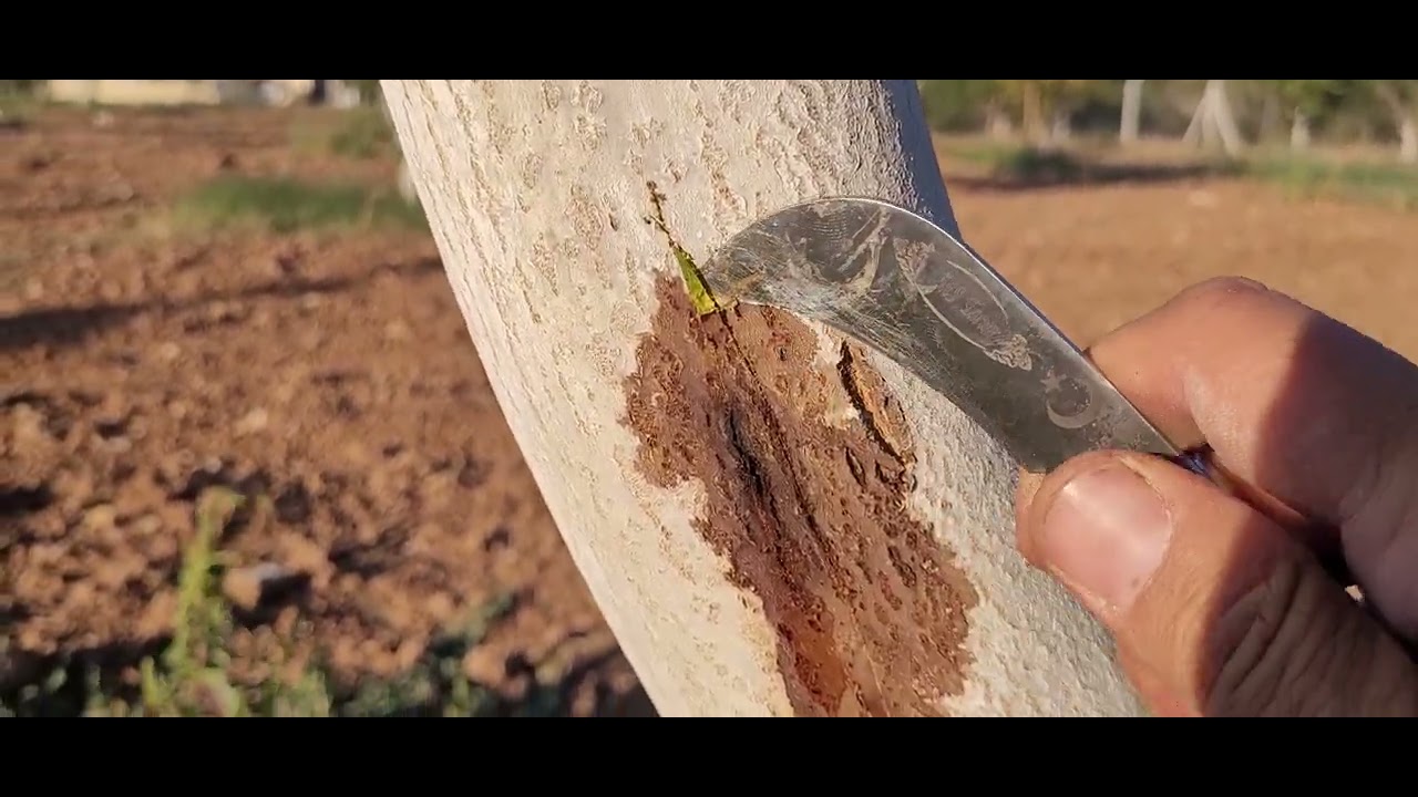 286- Ceviz Kanseri ile Mücadele