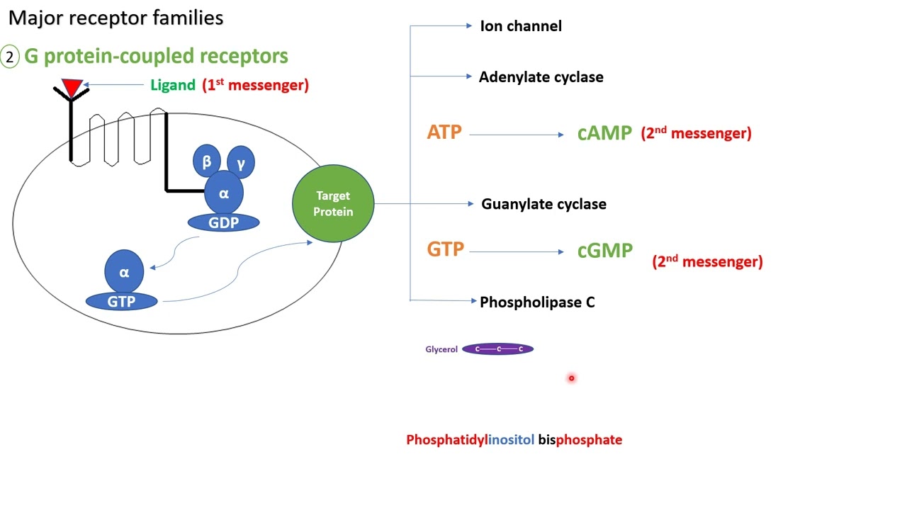 G protein coupled receptors - in Arabic