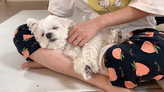 [ENG] Dog that can fall asleep anywhere