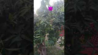 Mango tree 🥭 #mango #new #farm #mangofarm #shortsviral #viral #nature #trendingshorts