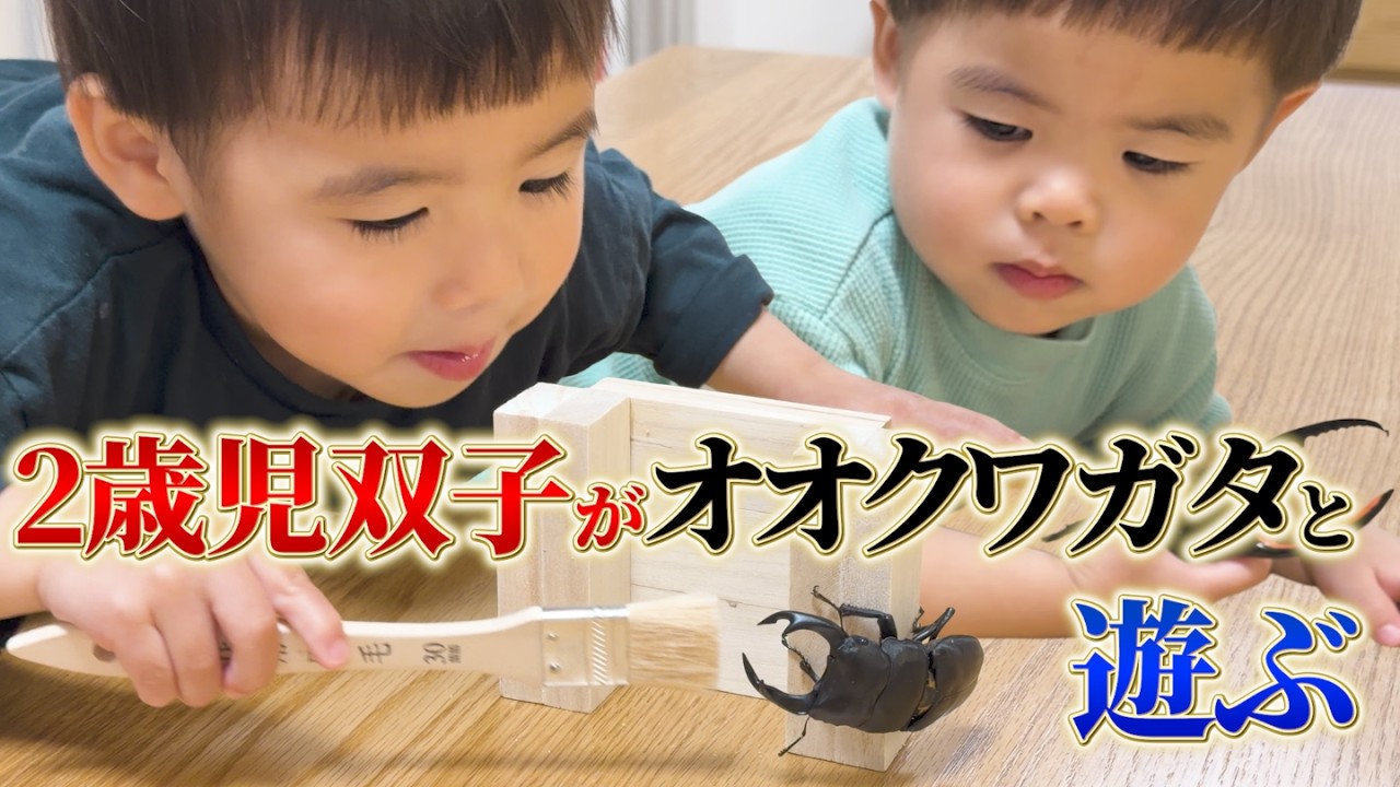 Two-year-old twins playing with a stag beetle [Nose YG bloodline