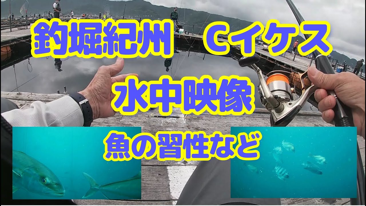 みんなで楽しく海上釣堀　水中映像　魚の生態と習性について