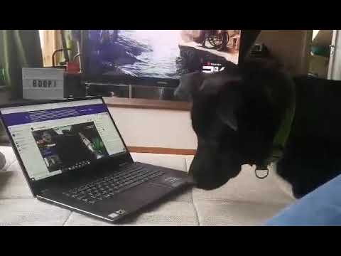 Darwin, hitOski fan #1