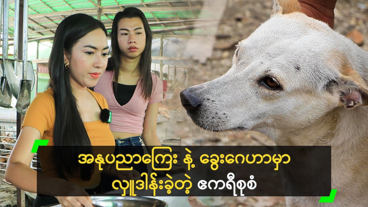 အနုပညာကြေး နဲ့ ခွေးဂေဟာမှာ လှူဒါန်းခဲ့တဲ့ ဧကရီစုစံ