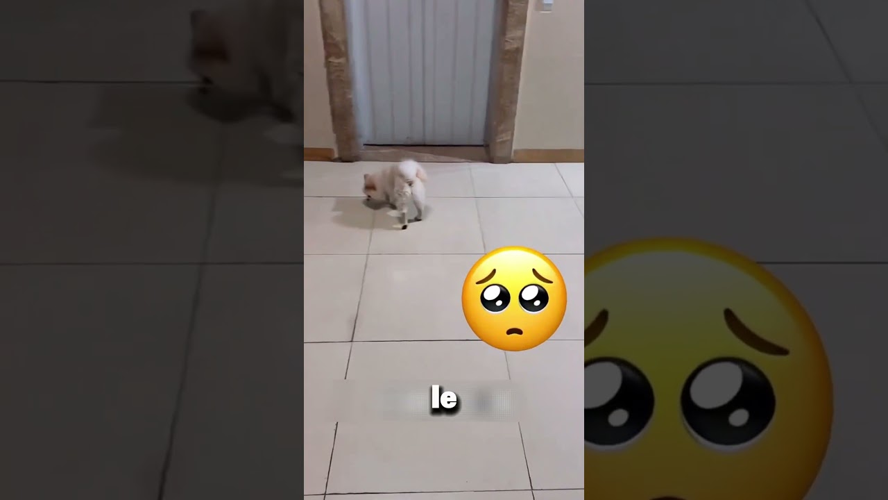 Ce petit chien ne trouvait pas sa propriétaire 😱