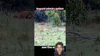 Famous Leopard vs python #trending #animals #wildlife #youtubeshorts #youtube #leopard #python #snake Profile