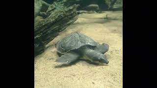 Pig-nosed turtle at Nordens Ark
