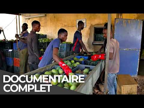 Sugars, juices, and business: the hidden side of the mango | French documentary documentary thumbnail