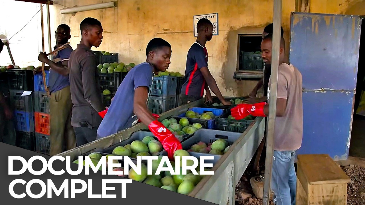 Sucres, jus et business : la face cachée de la mangue | Documentaire Français