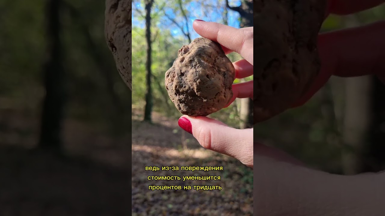 Белый трюфель Альбы - приглашаю вас на охоту на белый трюфель в Пьемонте 