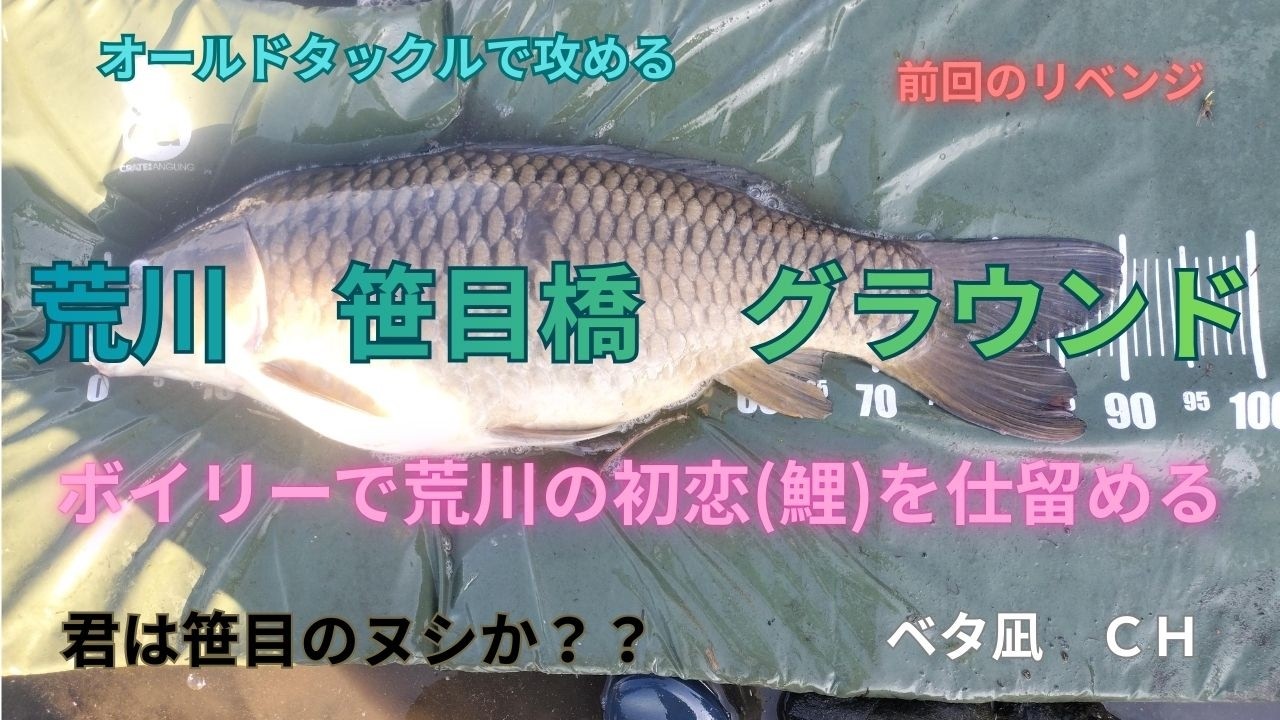 荒川(笹目グラウンド)で鯉釣り