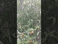 Heavy Tropical Rain on Sapodilla Tree 🌧️#rain #tropicalrain #rainsounds #nature #ambience