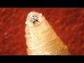 Flesh-eating parasite, Saharan dust plume, dangerous rip currents & more | The Forecasters