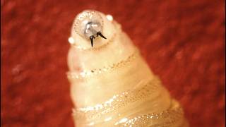 Flesh-eating parasite, Saharan dust plume, dangerous rip currents & more | The Forecasters