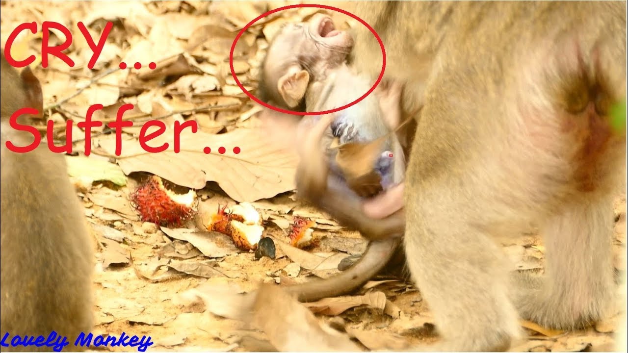 Look Verry Sad Poor Baby Lola | She Cry Tear & Hurt From Bertha Disturb Drag Her Hand Without Reason