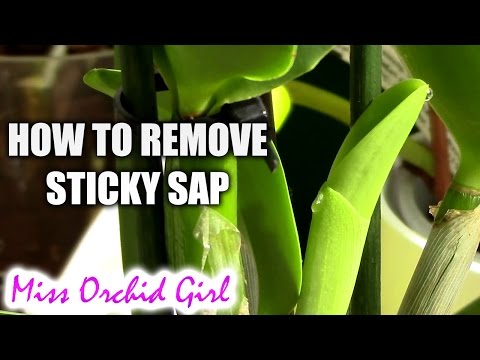 Video: Mine orkidéblade er klæbrige: Behandling af en orkidé med klæbrige blade