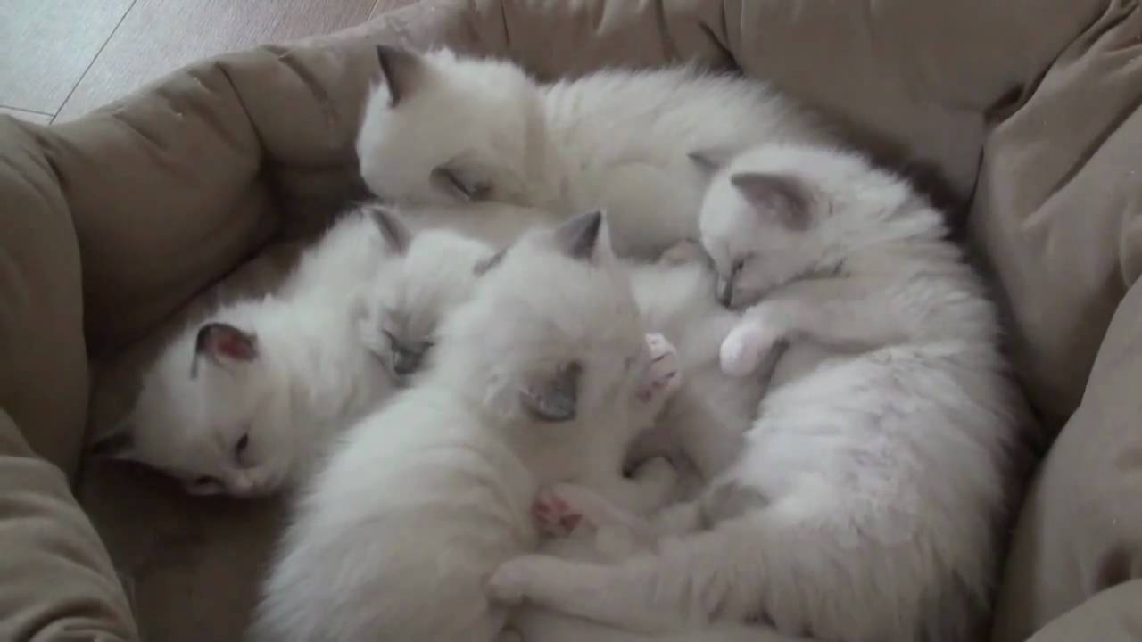 Ragdoll kittens playing 