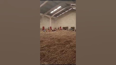 How we manually clean and sort our #cashew nut for export?