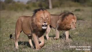 Kissinger males/ Kisinja aka Paiya, 2 of 3, Maasai Mara lions