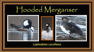 Hooded Merganser (Lophodytes cucullatus) Identification & Facts