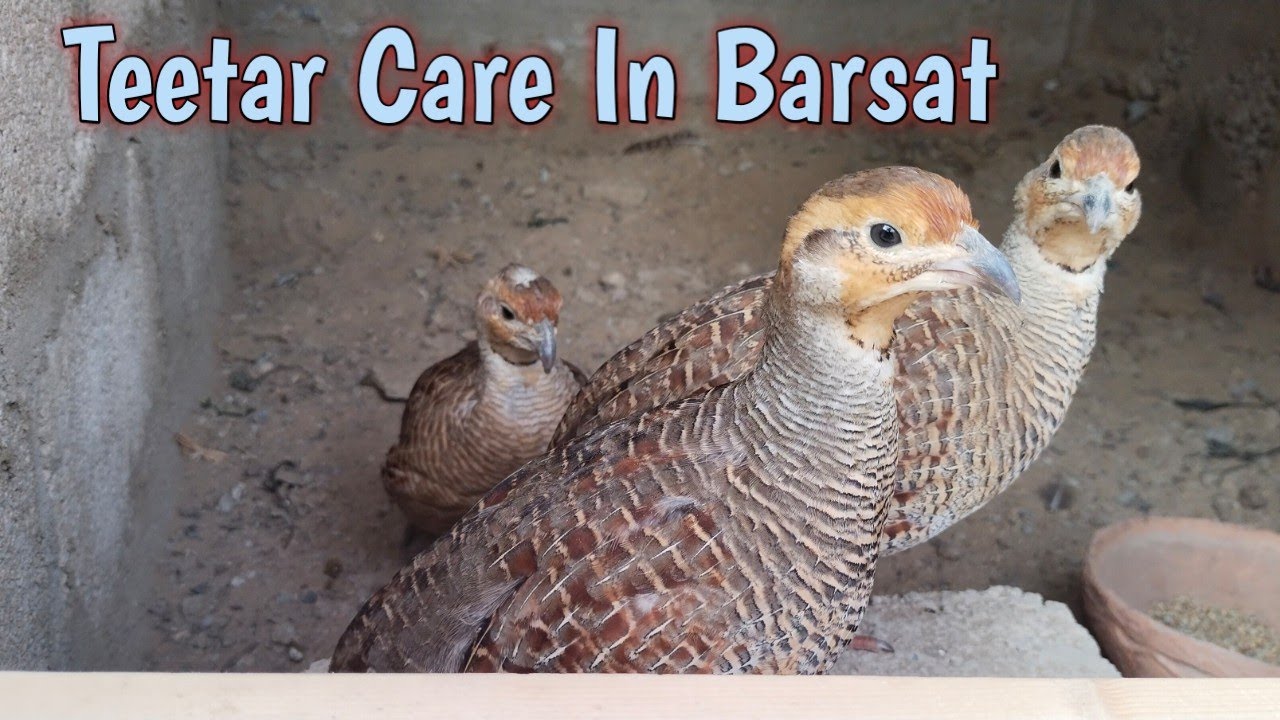 How To Care Teetar In Rainy Session | Mahtab birds |