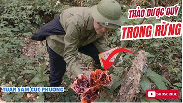 Bất Ngờ Tìm Thấy Nấm | Mộc Nhĩ & Cây Thuốc Hiếm Trong Rừng Cúc Phương!