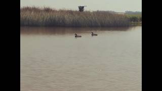 Avian x Big Foot goose duck decoy flying lucky duck MOJO duck movement decoy moving final approach Information