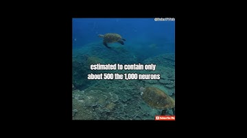 The Mystery of Jellyfish Brains #sea #trending #science #ocean #jellyfish #information #brain