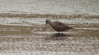 Hudsonian Godwit