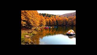 Yedi Göller Milli Parkında Sevimli Geyik Ve Karacalar Göle Su İçmeye Geliyor