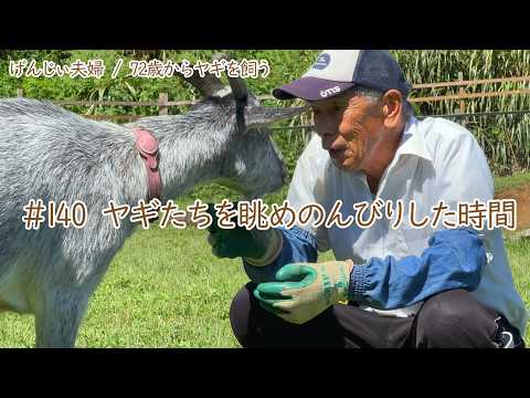 79歳ヤギ飼い#3】ヤギたちを眺めのんびり過ごす時間「72歳からの楽しい