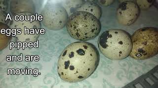 Day 10- Candling Quail Eggs