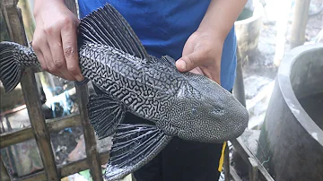 Sucker Fish | Pleco Fish