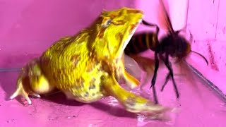 A pacman frog that can't give up even if it is stabbed by a giant hornet many times【LIVE FEEDING!!】