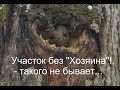 Охота с лайкой на куницу... Участок без хозяина, такого не бывает!