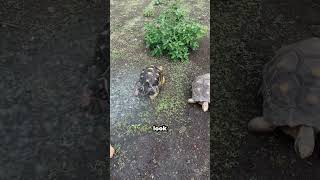 Why Does This Turtle Dance